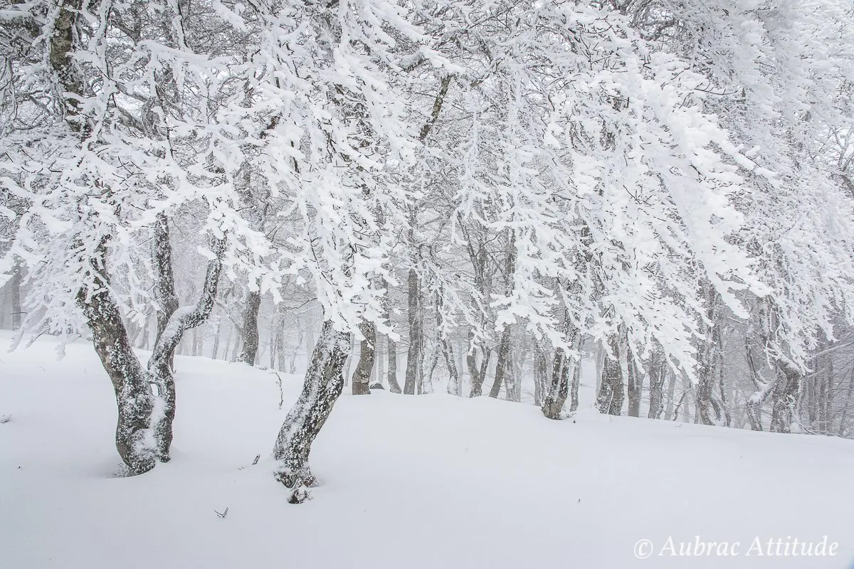 Balade dans la neige sur Aubrac