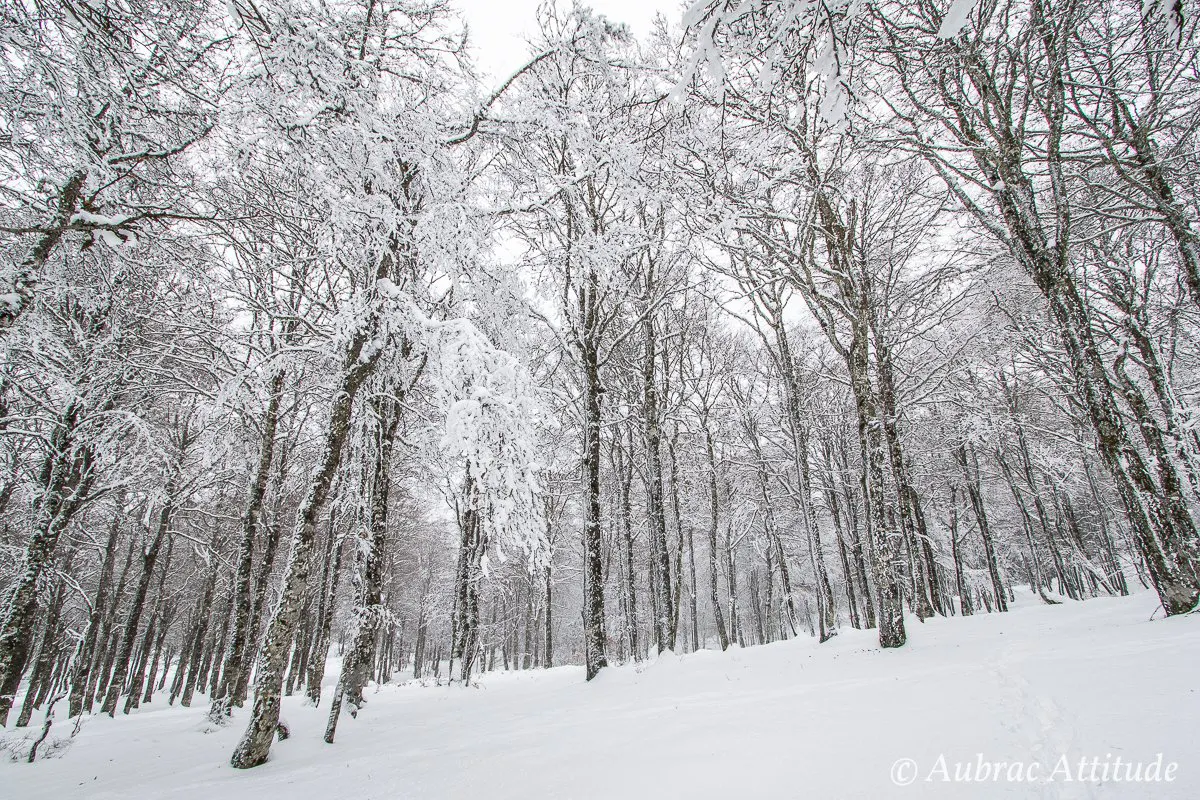 Balade dans la neige sur Aubrac