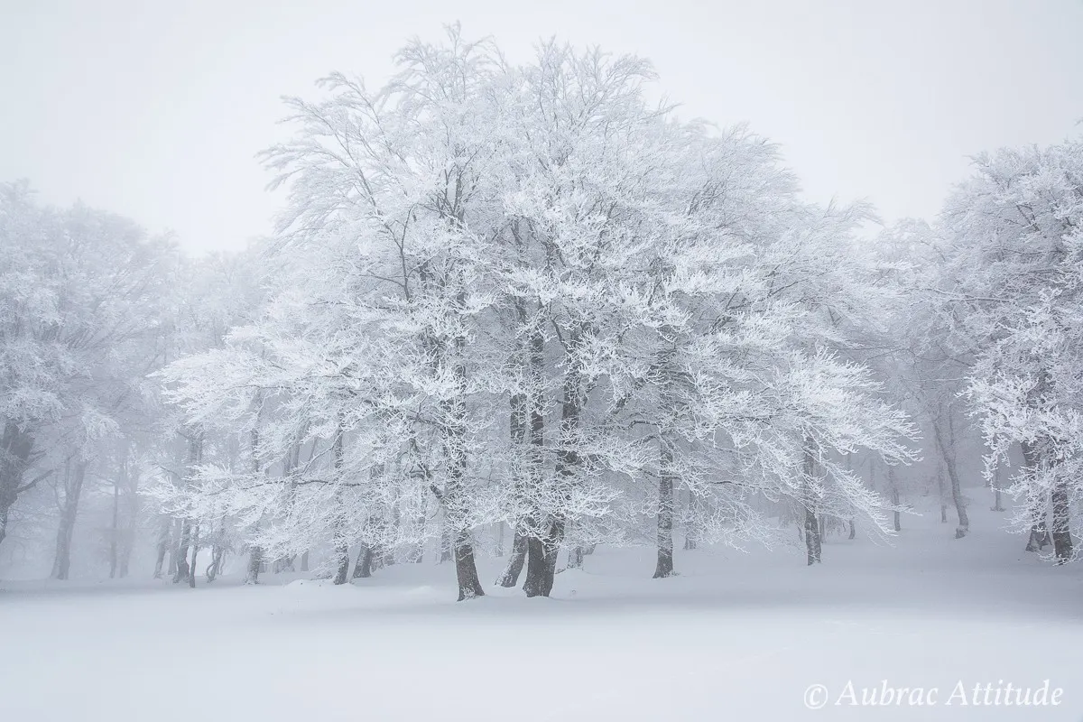 Balade dans la neige sur Aubrac