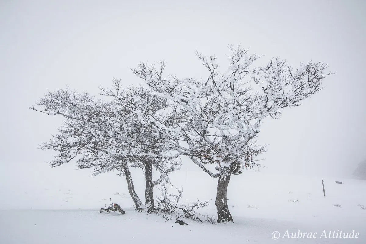 Balade dans la neige sur Aubrac