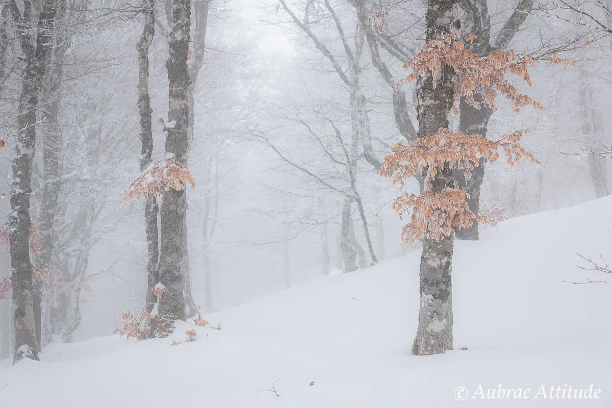 Balade dans la neige sur Aubrac