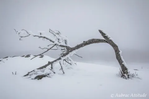 Balade dans la neige sur Aubrac
