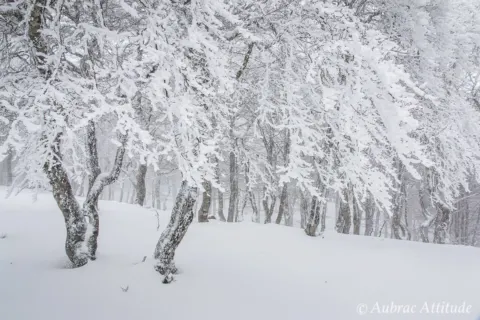 Balade dans la neige sur Aubrac