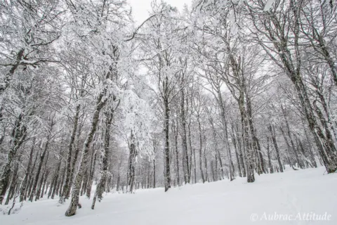 Balade dans la neige sur Aubrac