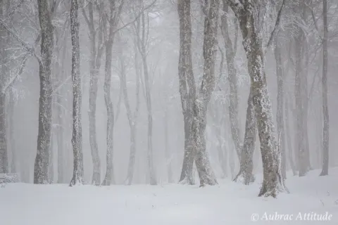 Balade dans la neige sur Aubrac