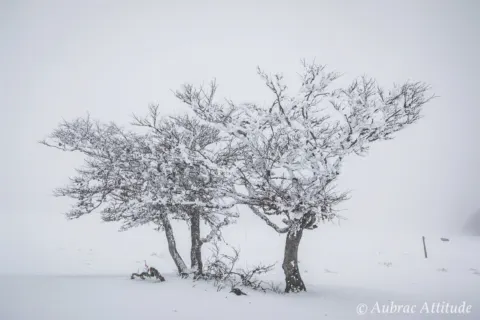 Balade dans la neige sur Aubrac