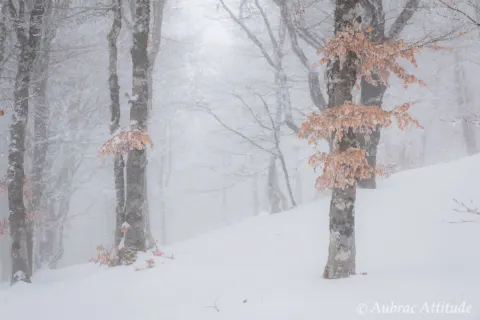 Balade dans la neige sur Aubrac