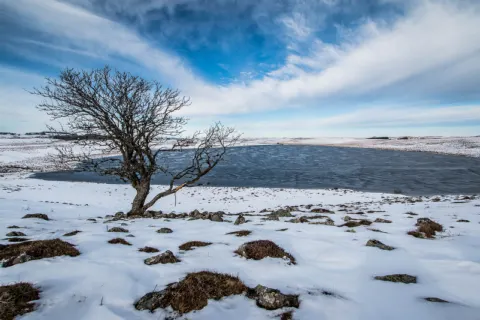 Arbre isolé sous la neige au bord du lac de Saint-Andéol